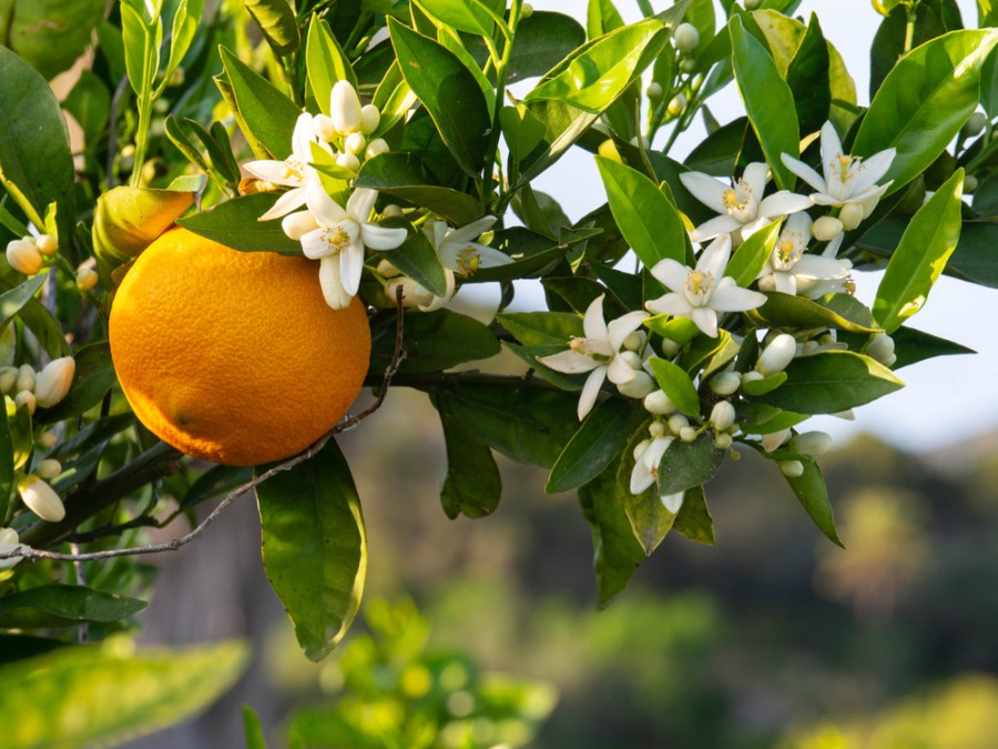 Comment faire une infusion de fleur d'oranger maison ?