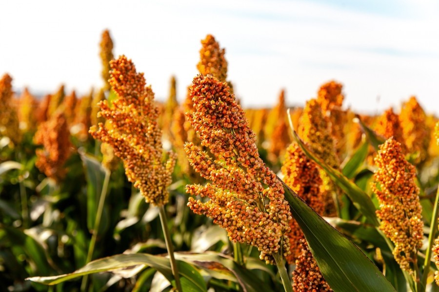 Est-ce que la farine de sorgho est sans gluten ?