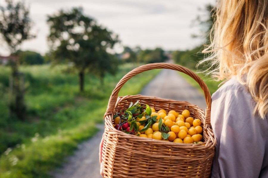 Où puis-je acheter des mirabelles fraîches ?