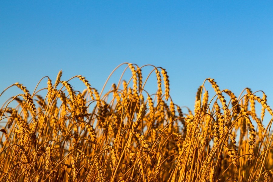 Quelle est la différence entre la farine de blé et la farine de froment ?
