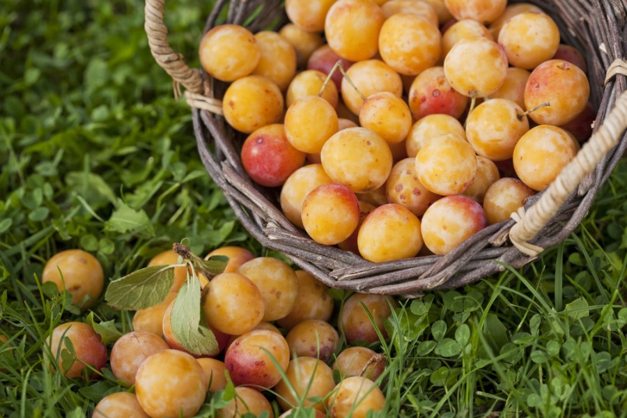 Quelle est la différence entre la prune et la mirabelle ?